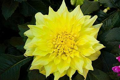 吉田直树：没计划把《最终幻想14》转为免费游戏